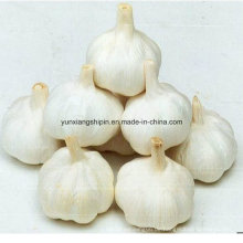 Chinesische Neuernte Purel Weißer Knoblauch